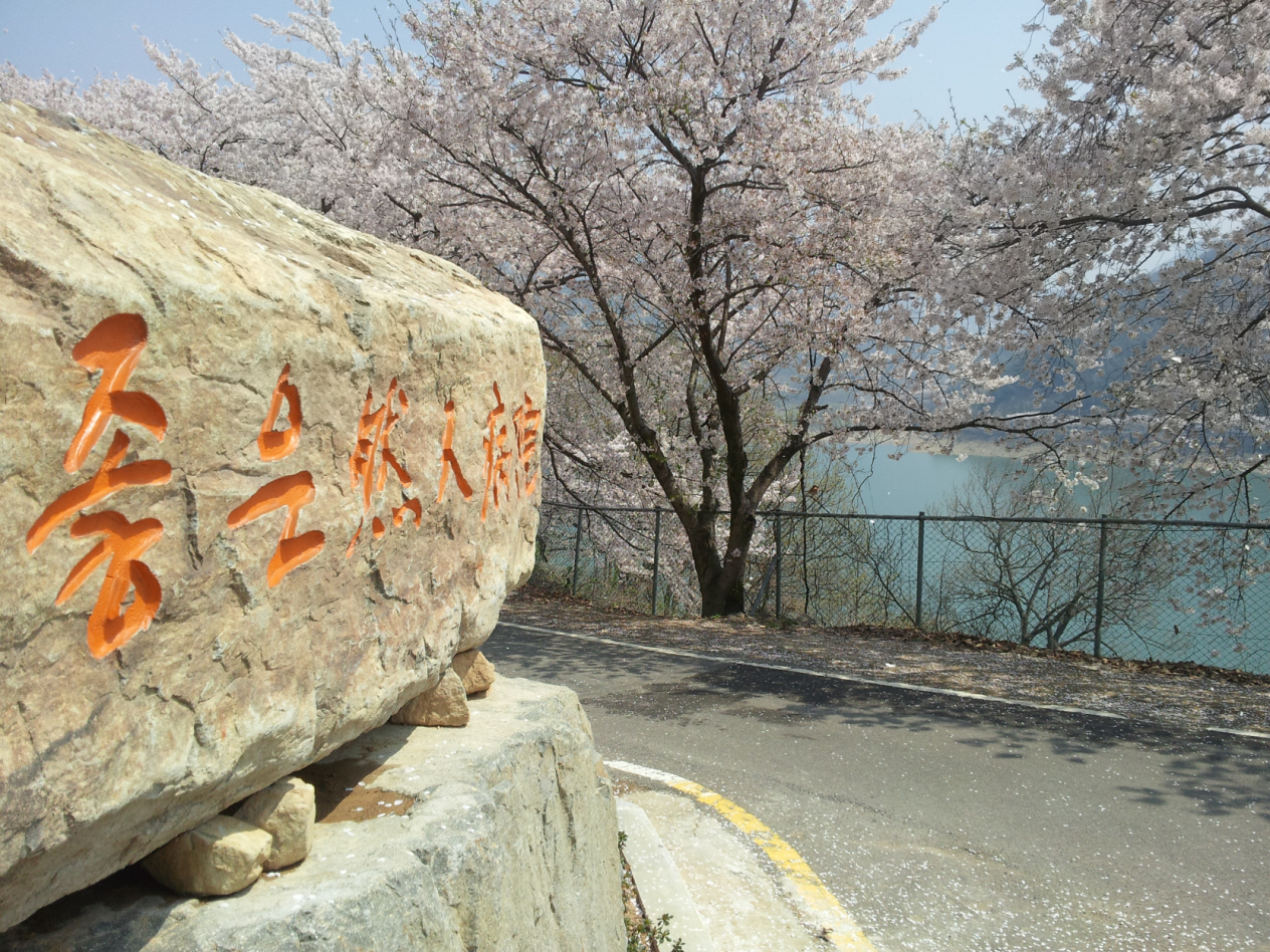벚꽃 봄 풍경 