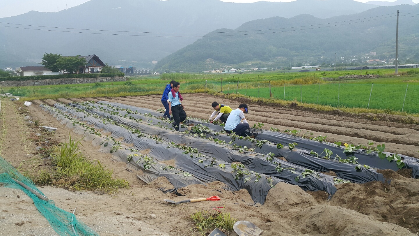 고구마 심기!